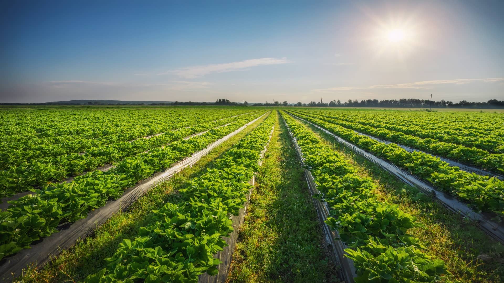 Sustainability_Banner